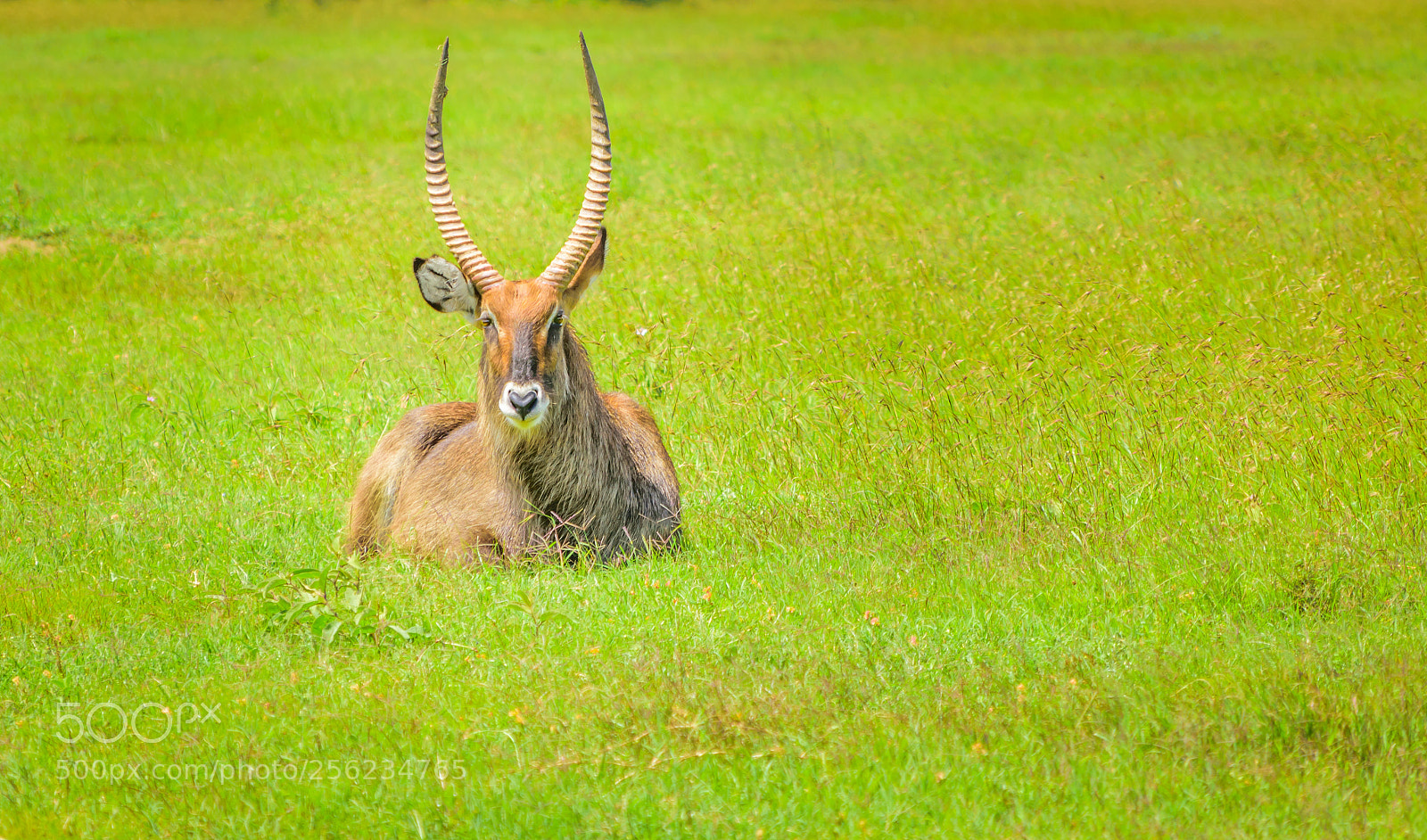 Nikon D5300 sample photo. Waterbuck photography