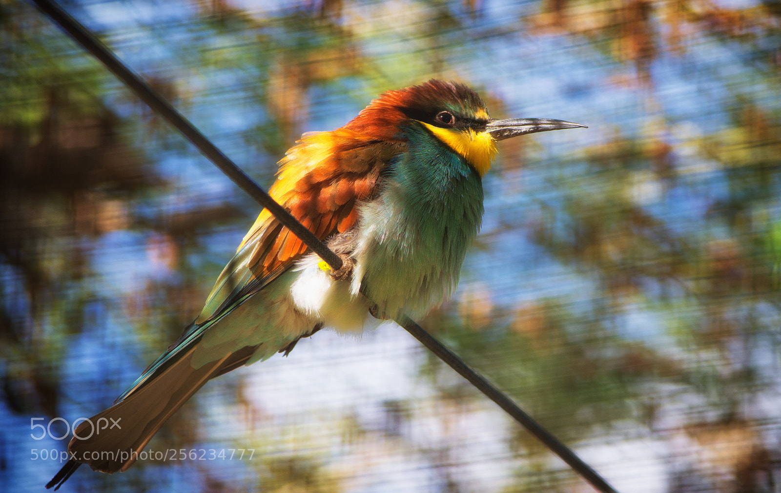 Nikon D7200 sample photo. Bird of colors photography
