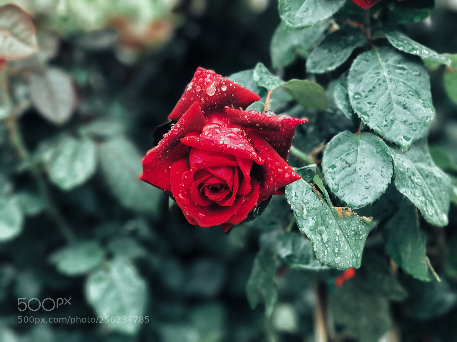 Apple iPhone 7 Plus sample photo. Untitled photography