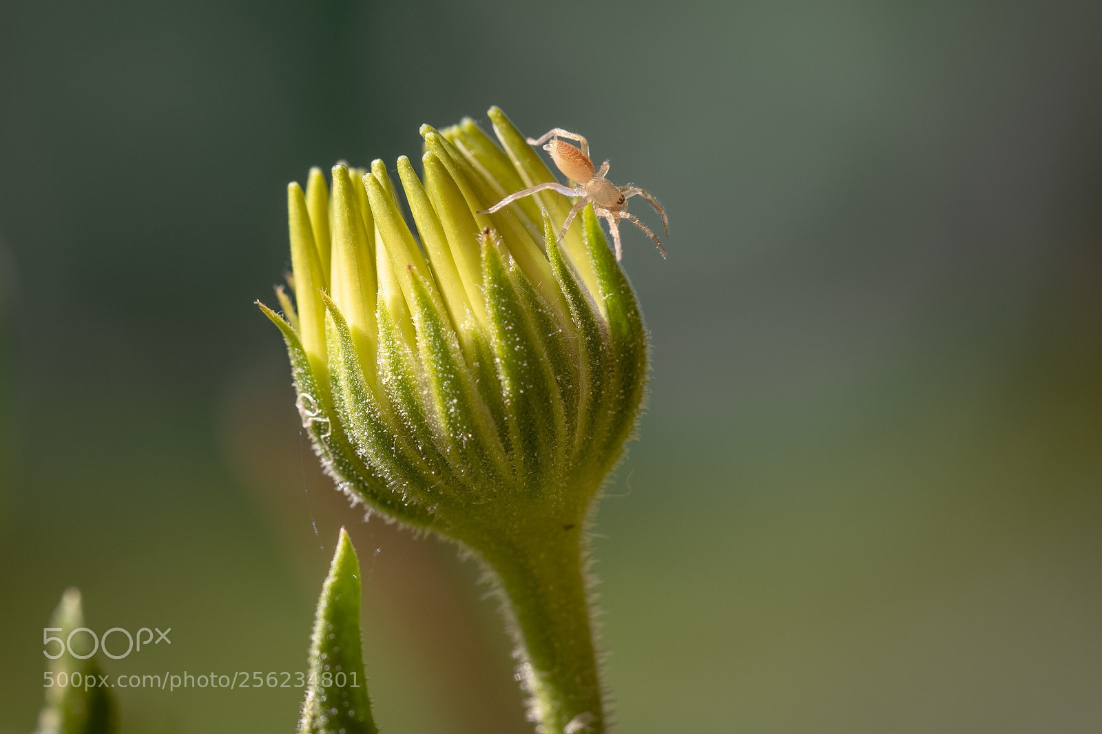 Canon EOS 7D Mark II sample photo. Little visitor photography
