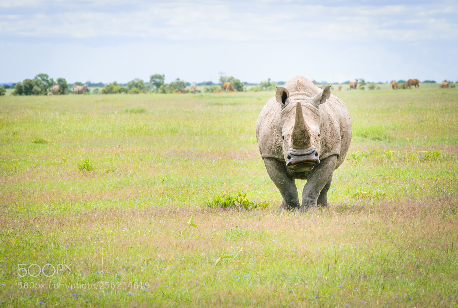 Nikon D5300 sample photo. Face-off photography