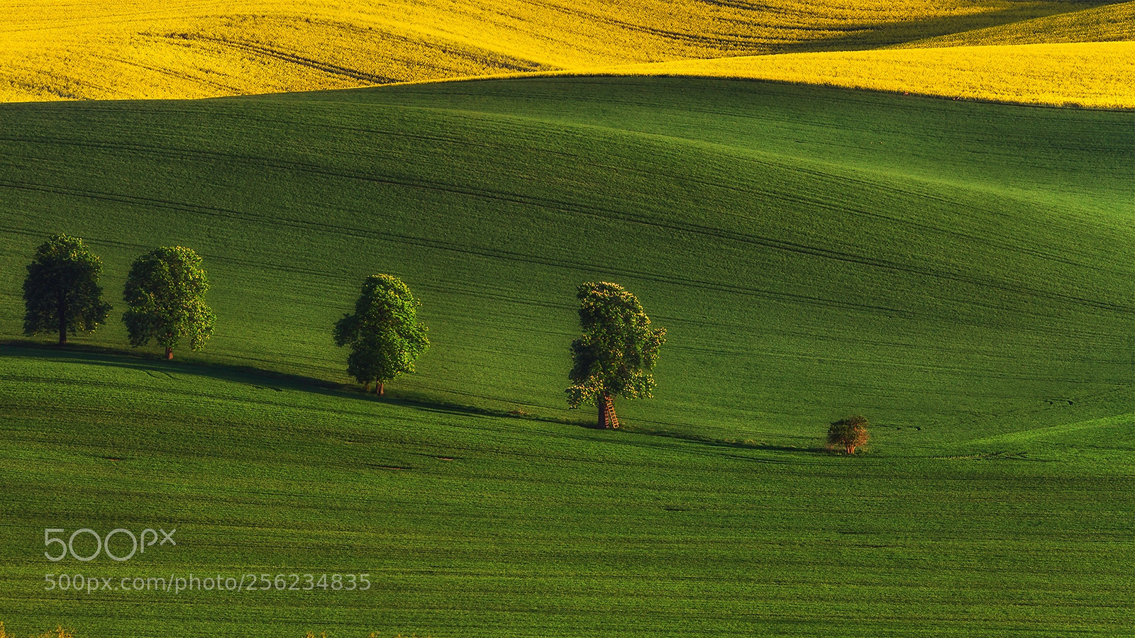 Canon EOS 50D sample photo. Sunset on the field photography