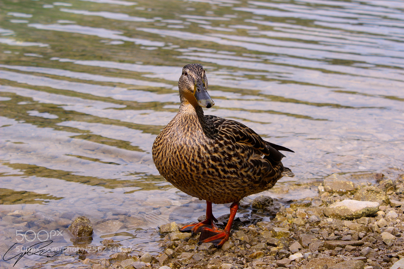 Canon EOS 600D (Rebel EOS T3i / EOS Kiss X5) sample photo. Duck an ... obensee?... photography