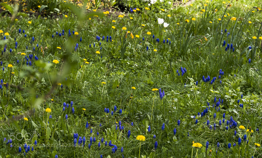 Nikon D500 sample photo. Wildflower photography