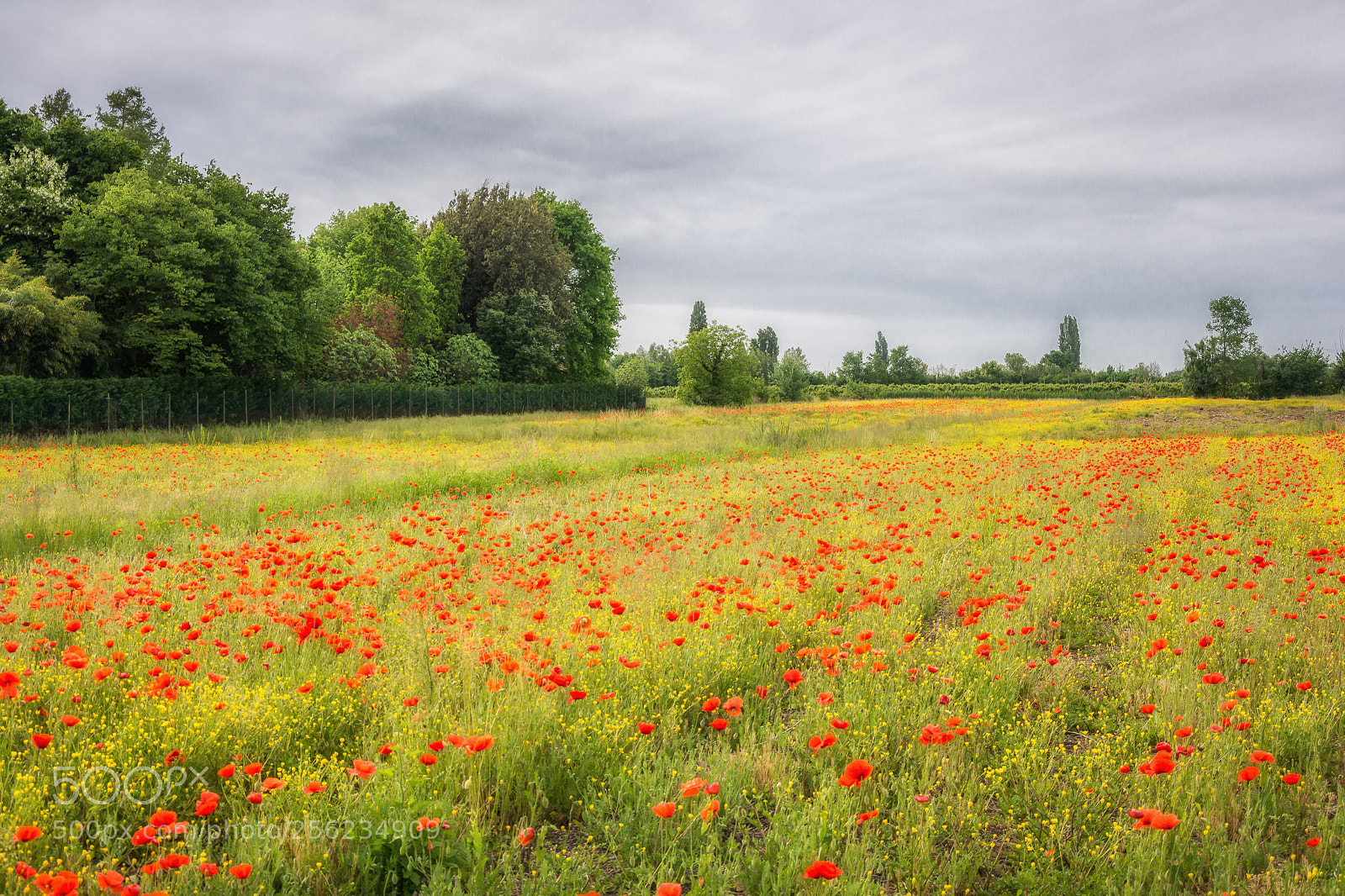 Nikon D7100 sample photo. Poppy time photography