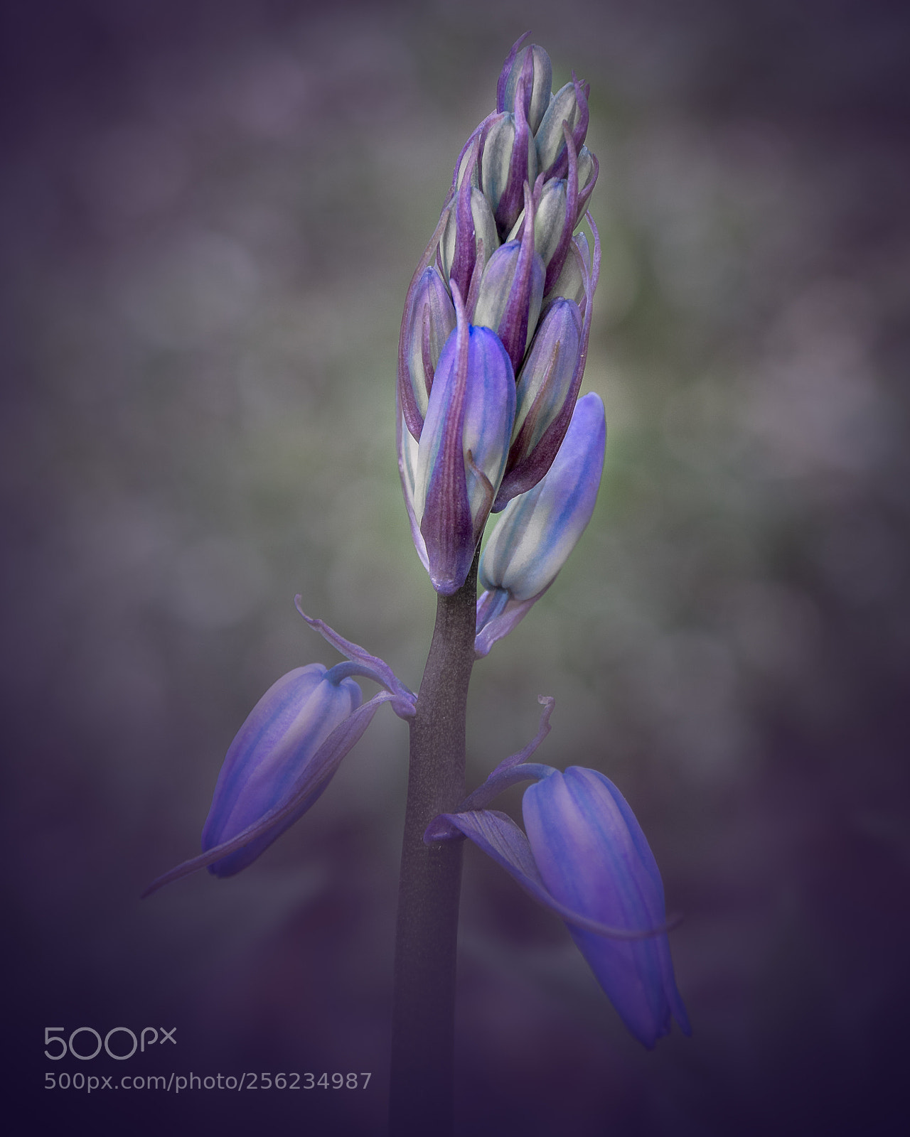 Olympus OM-D E-M5 sample photo. Bluebells photography