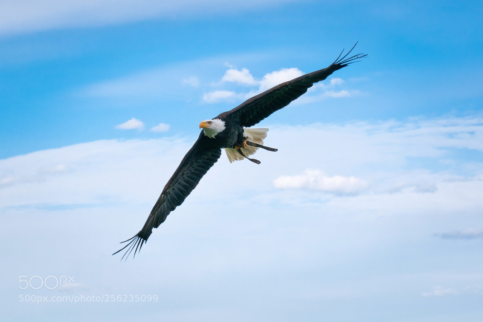 Nikon D5300 sample photo. Bald eagle flying photography