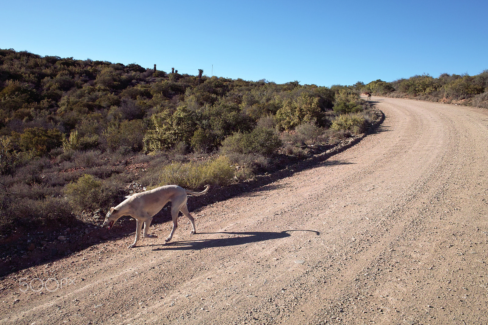 Sigma DP1 sample photo. Matjiesvlei dog. photograph:john hogg photography