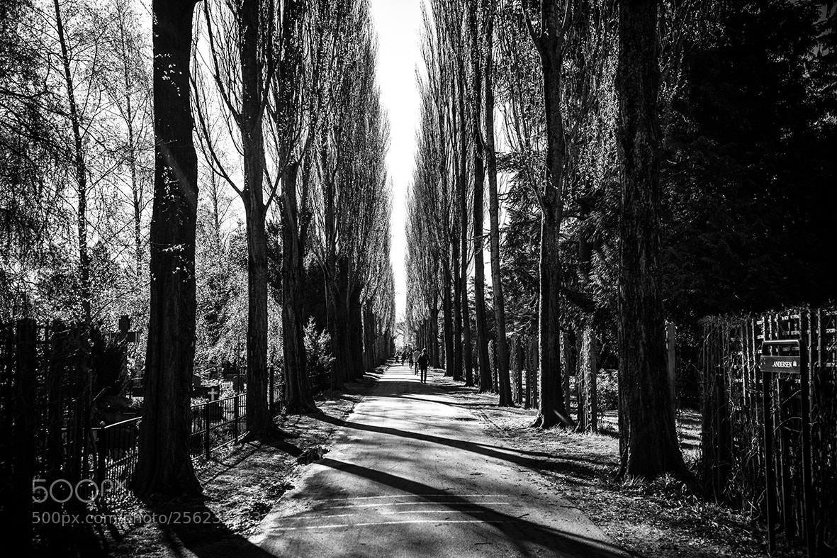 Nikon D850 sample photo. Assistens photography
