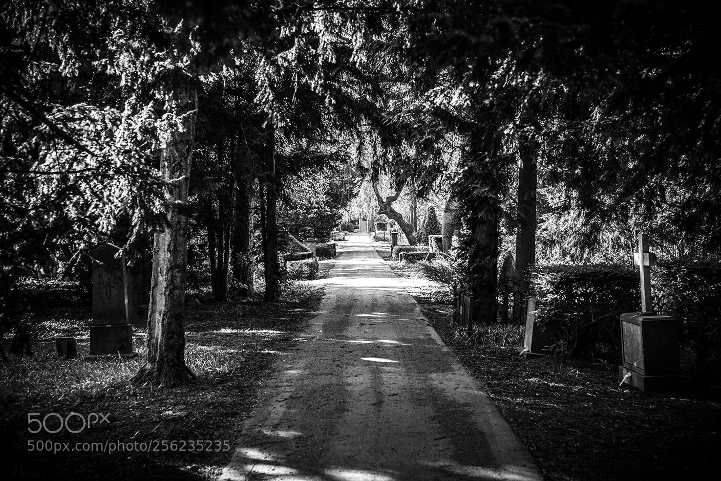Nikon D850 sample photo. Assistens photography