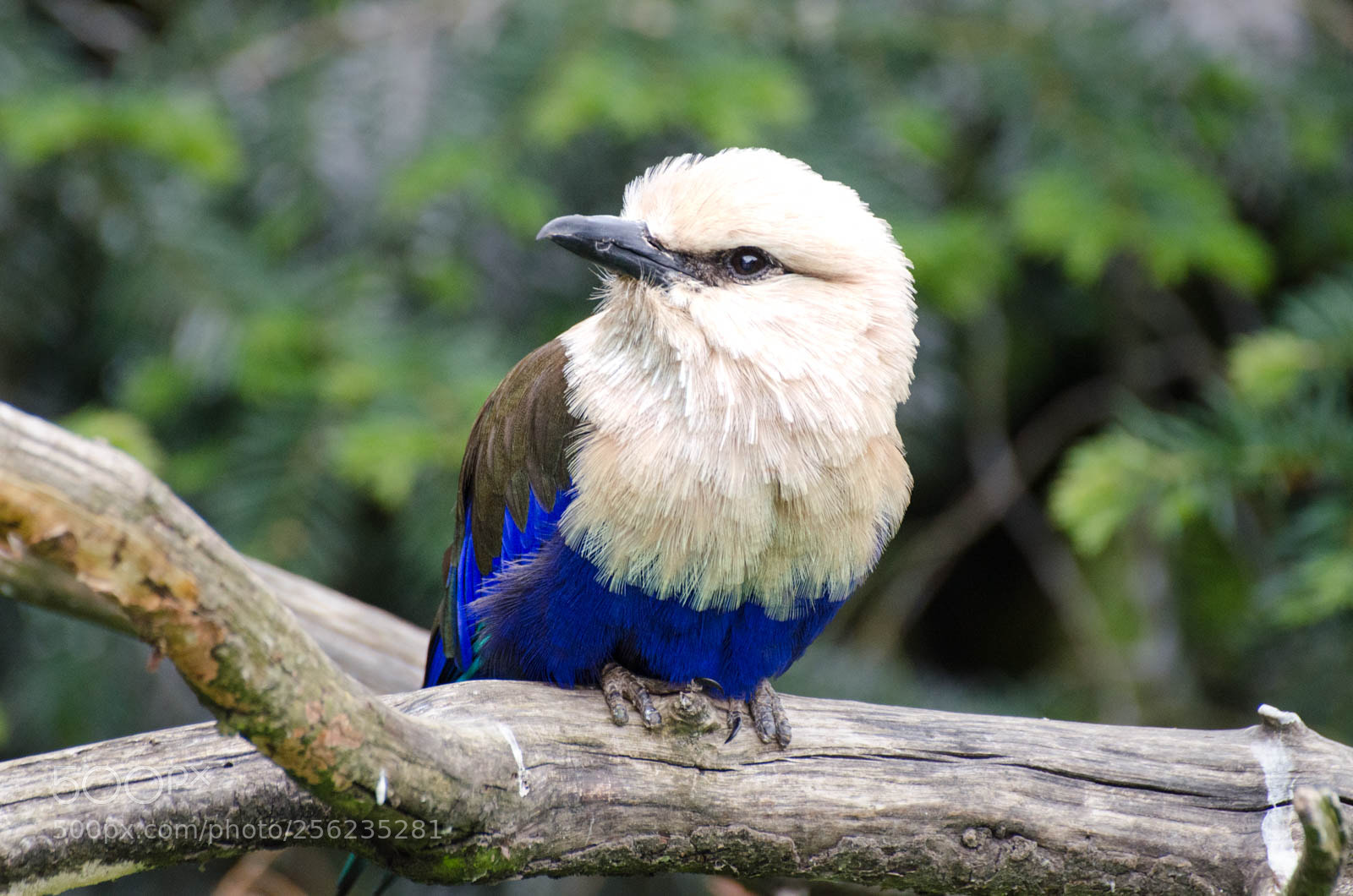 Nikon D7000 sample photo. Bird photography
