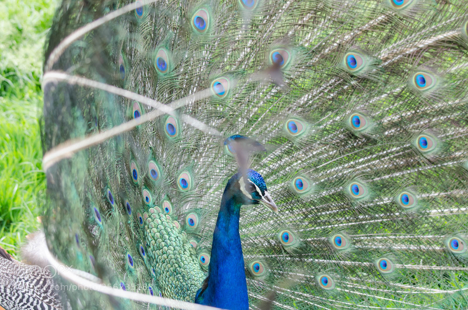 Nikon D7000 sample photo. Bird photography