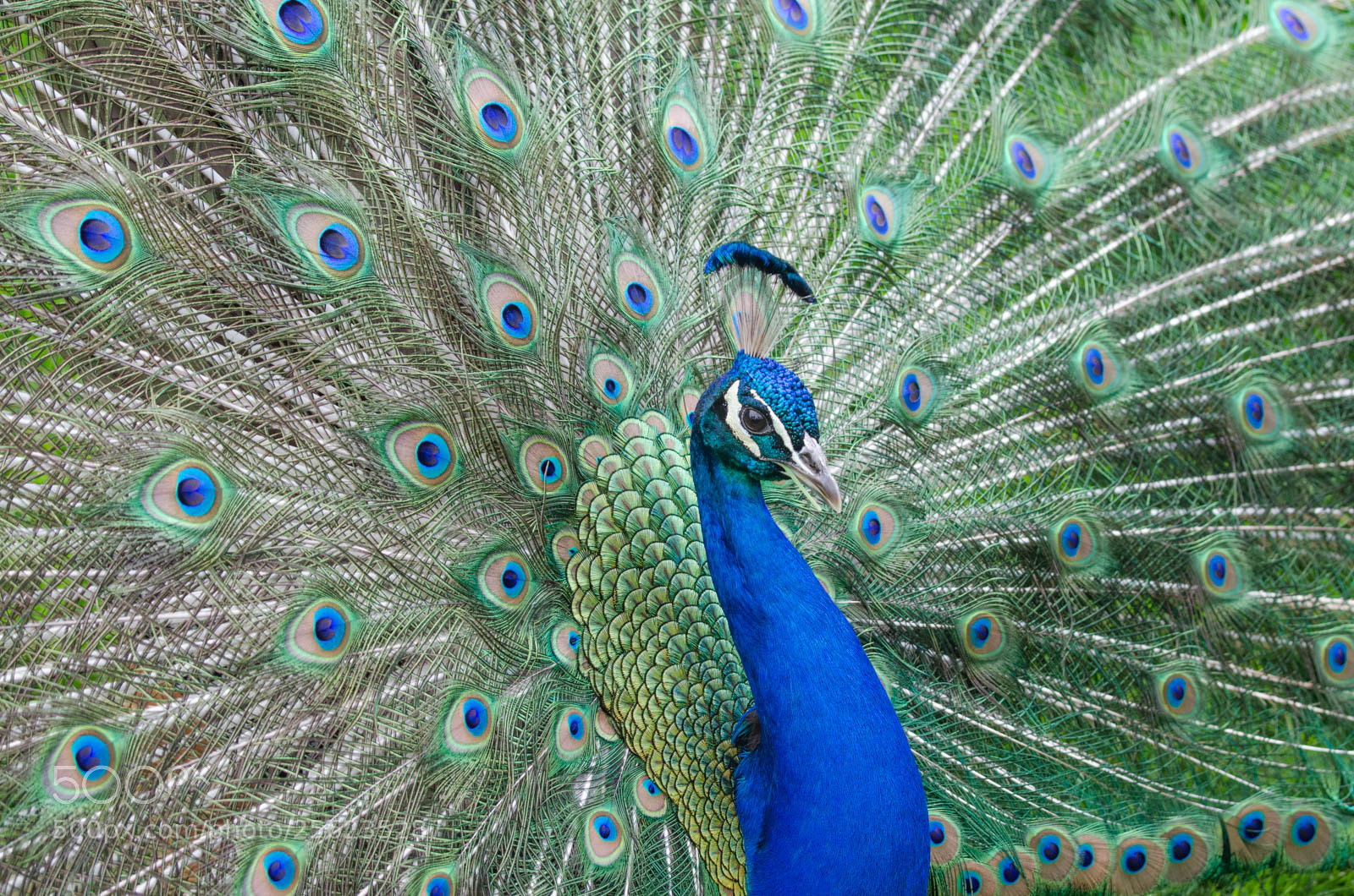 Nikon D7000 sample photo. Bird photography