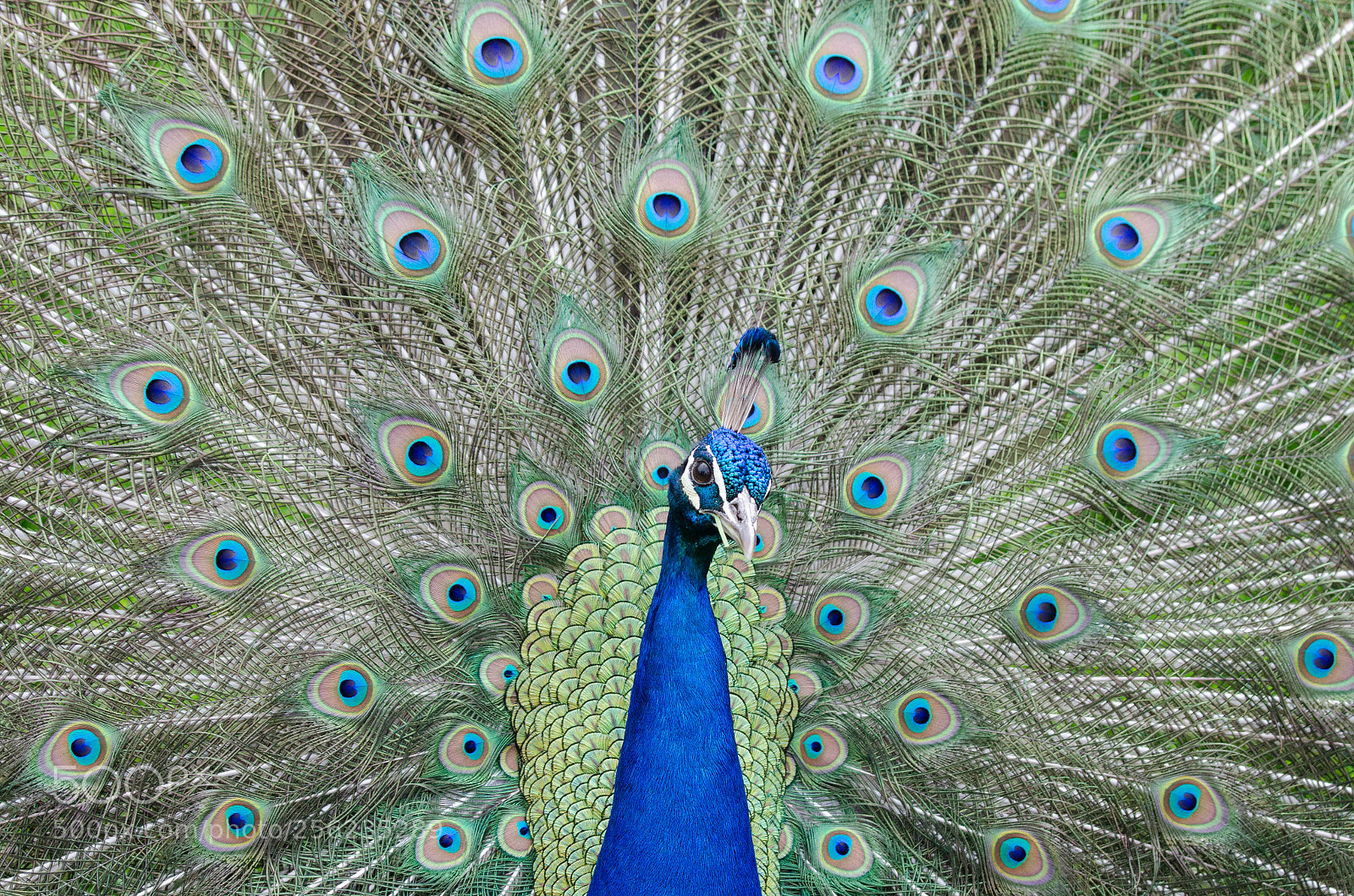 Nikon D7000 sample photo. Bird photography