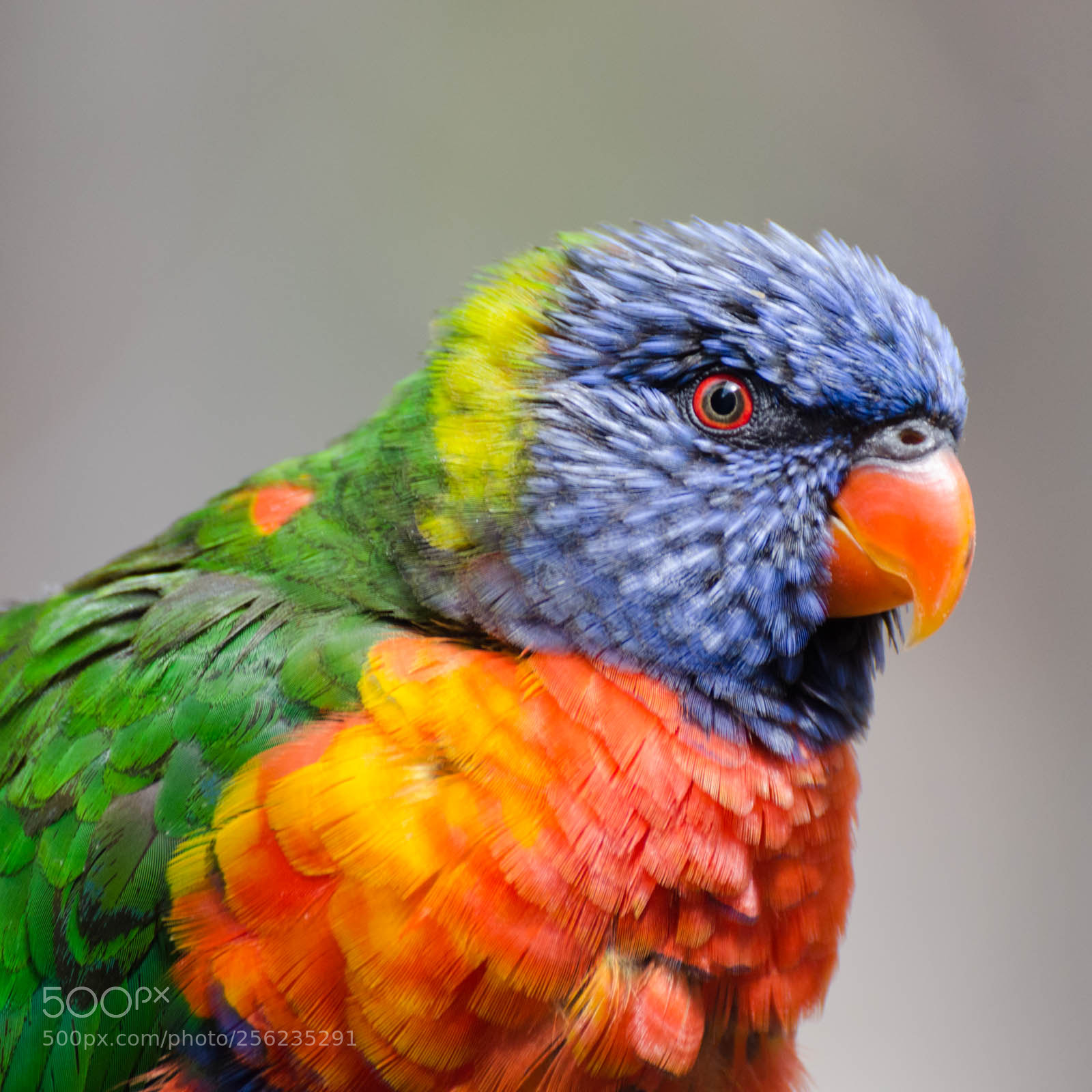 Nikon D7000 sample photo. Bird photography