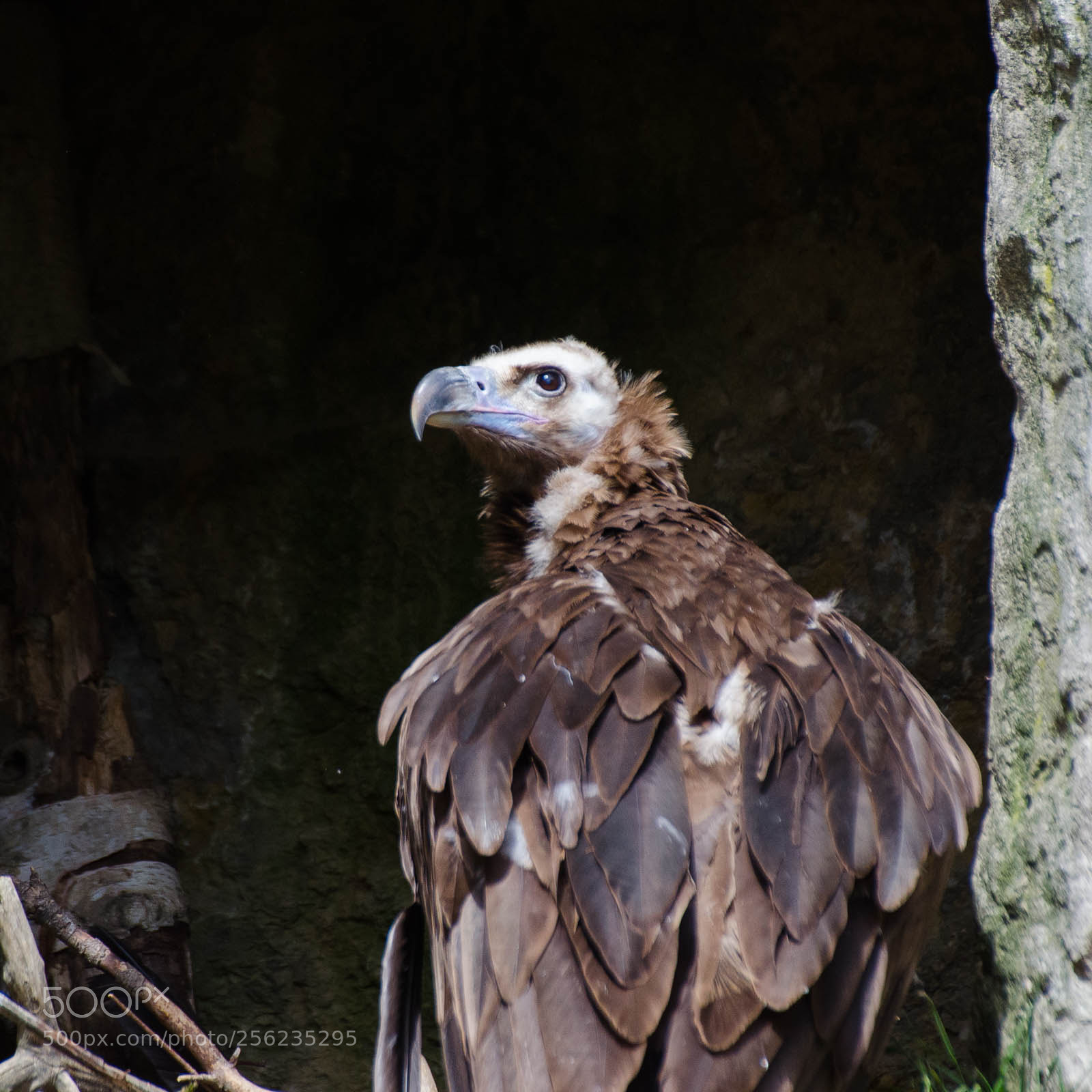 Nikon D7000 sample photo. Bird photography