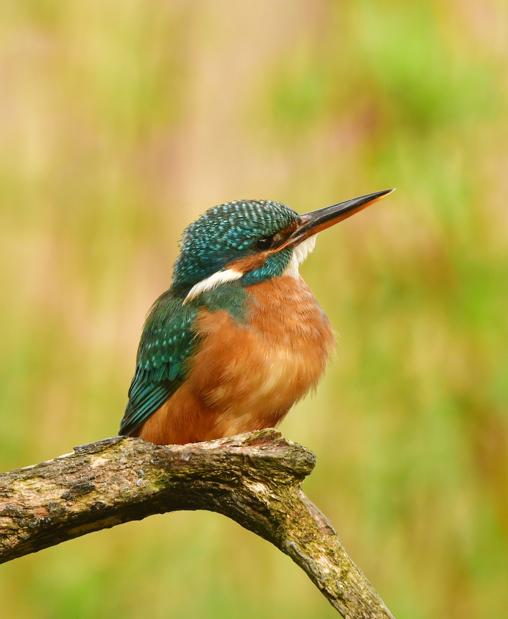 Nikon AF-S Nikkor 500mm F4G ED VR sample photo. Ijsvogel photography