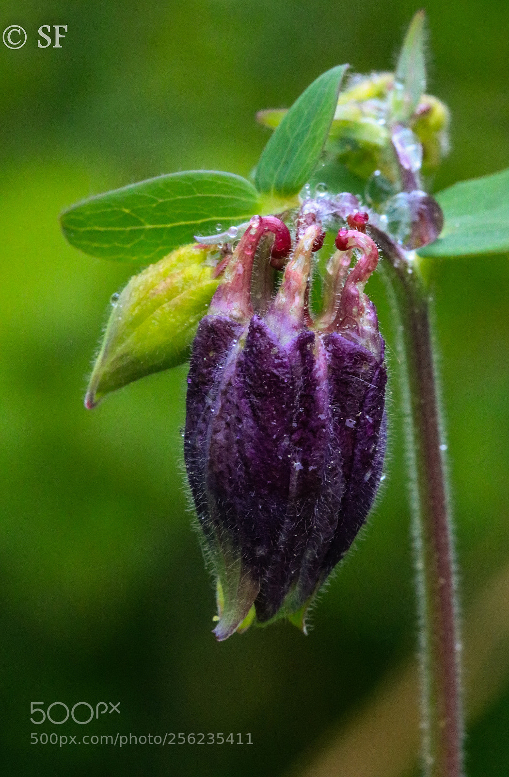 Canon EOS 750D (EOS Rebel T6i / EOS Kiss X8i) sample photo. The violet one photography