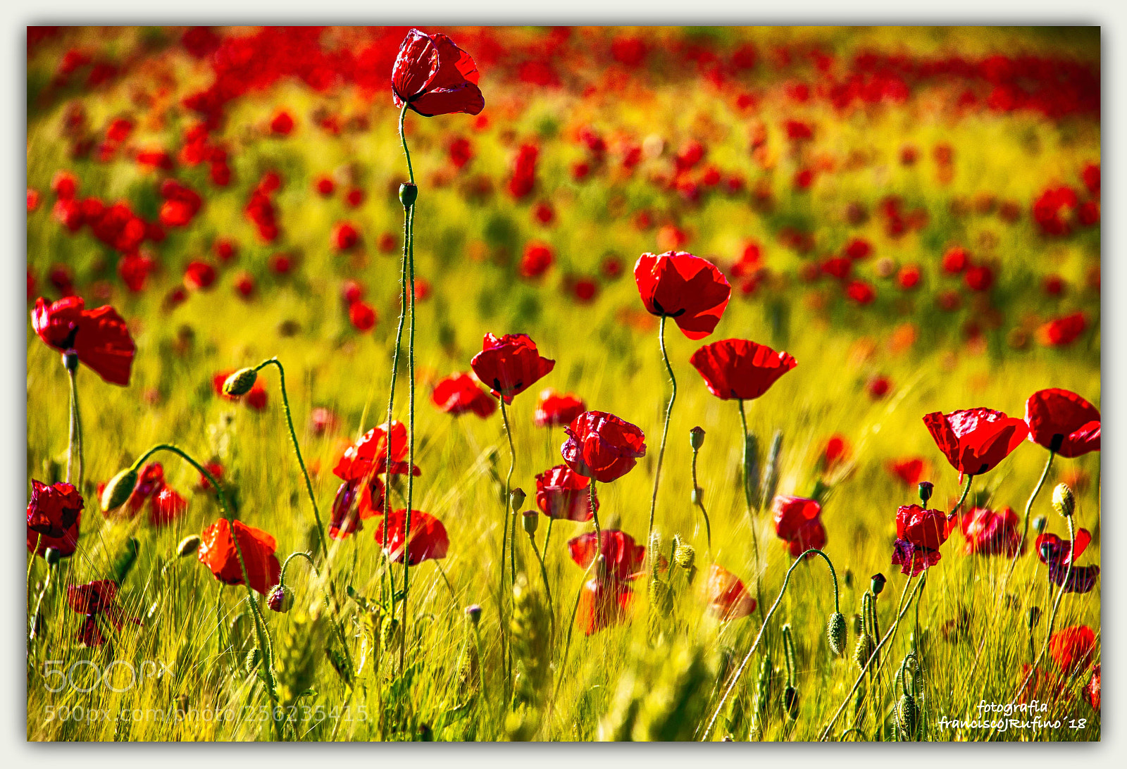 Canon EOS 70D sample photo. Tiempo de amapolas photography