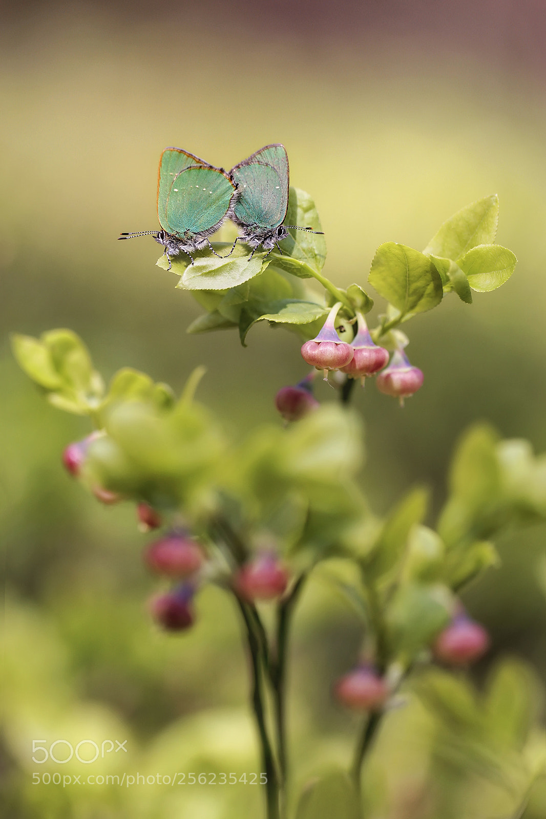 Canon EOS 60D sample photo. Callophrys rubi marek mierzejewski photography