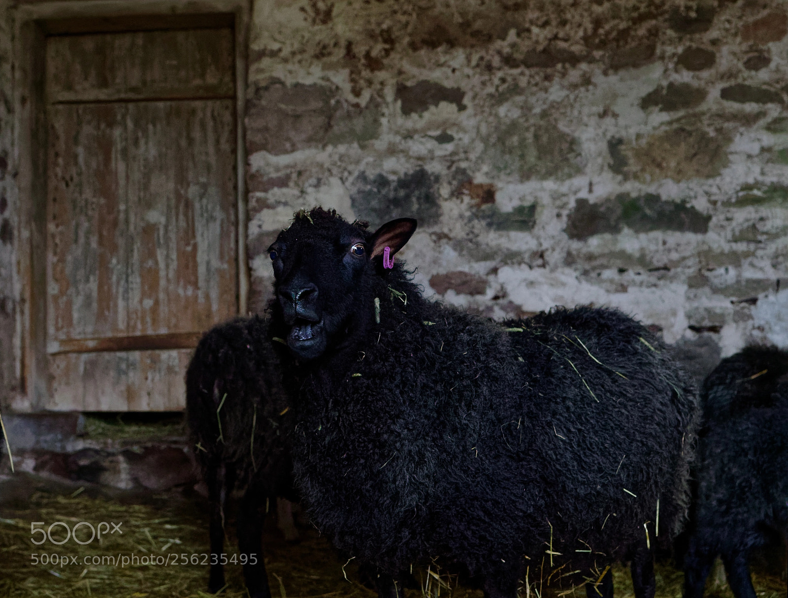 Sony a7R III sample photo. Black sheep photography