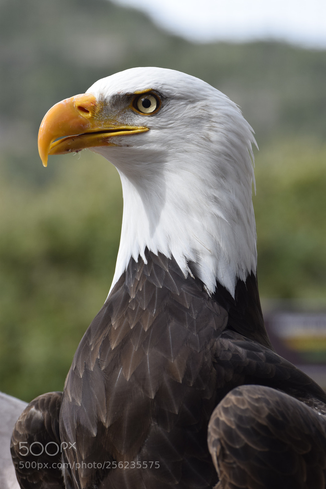 Nikon D5300 sample photo. Bald eagle photography