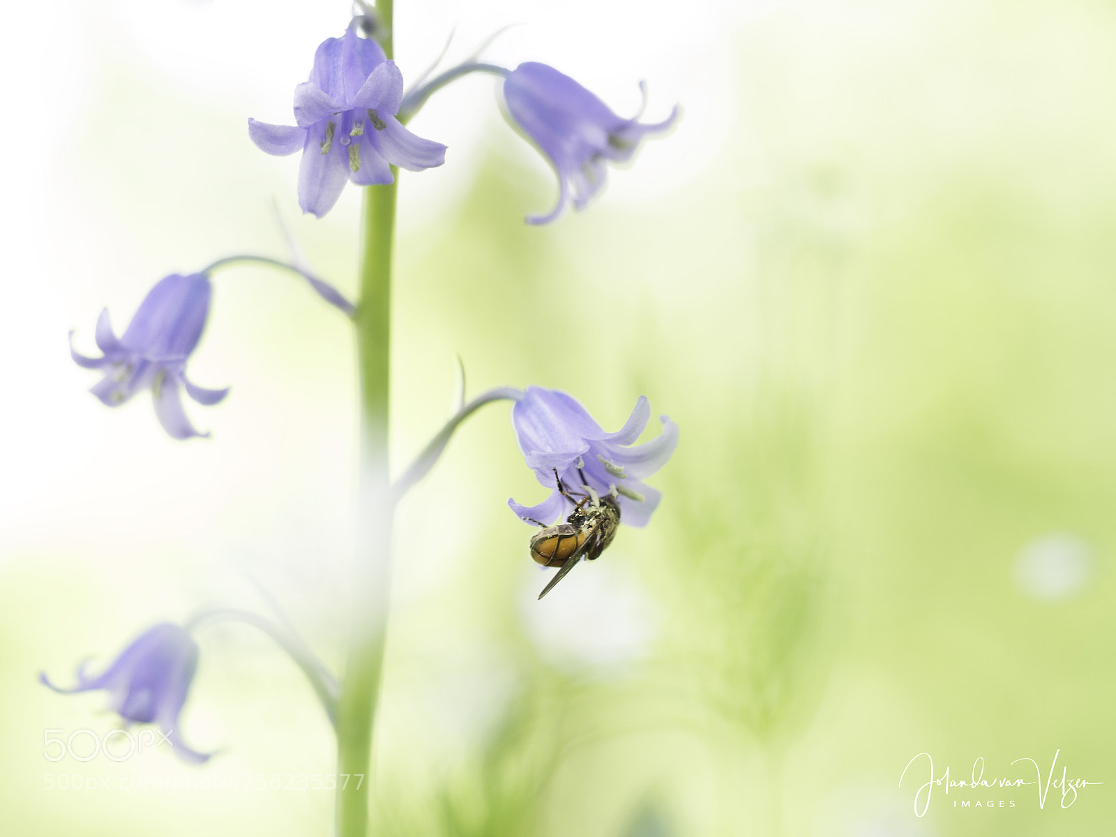 Olympus OM-D E-M10 sample photo. Forest hyacinth with.... photography