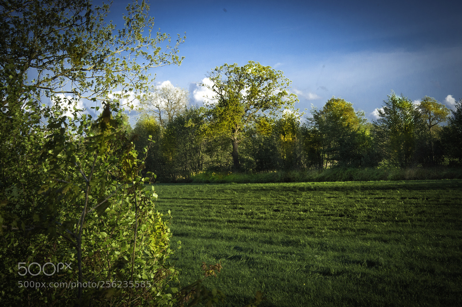Nikon D5000 sample photo. Low sun on trees photography