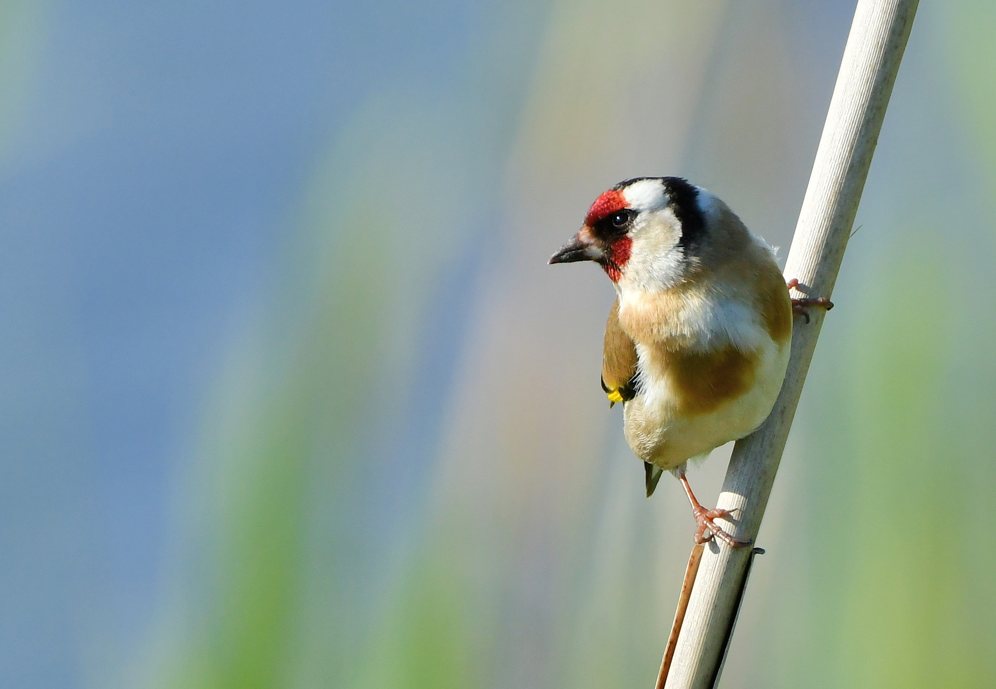 Nikon D500 + Nikon AF-S Nikkor 500mm F4G ED VR sample photo. Putter photography