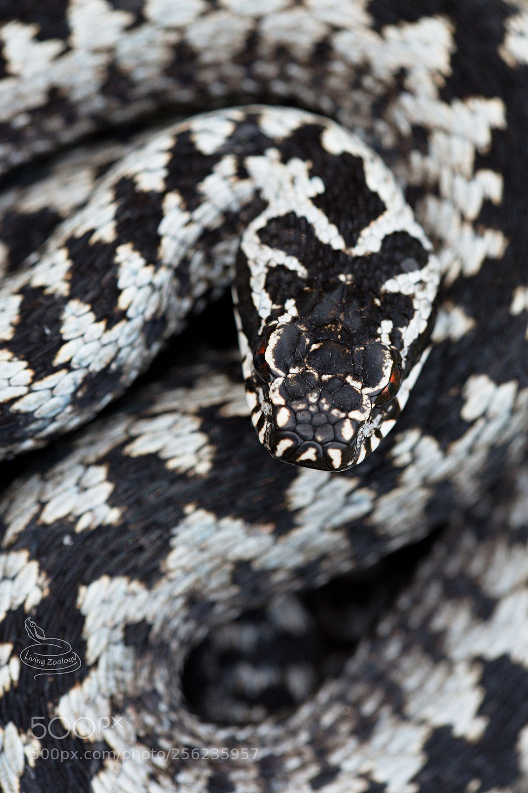 Nikon D750 sample photo. European viper (vipera berus) photography