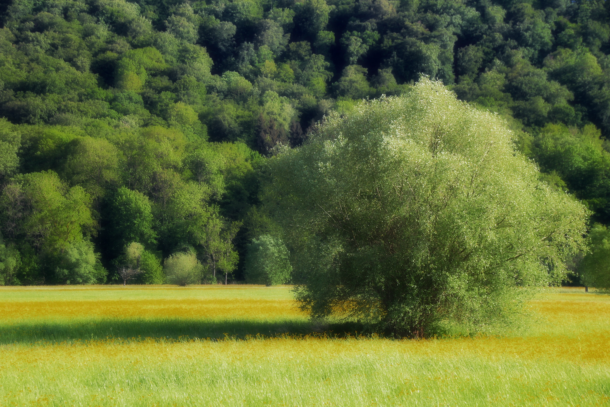 Sigma 18-250mm F3.5-6.3 DC OS HSM sample photo. Rosswag, close to river enz, germany photography