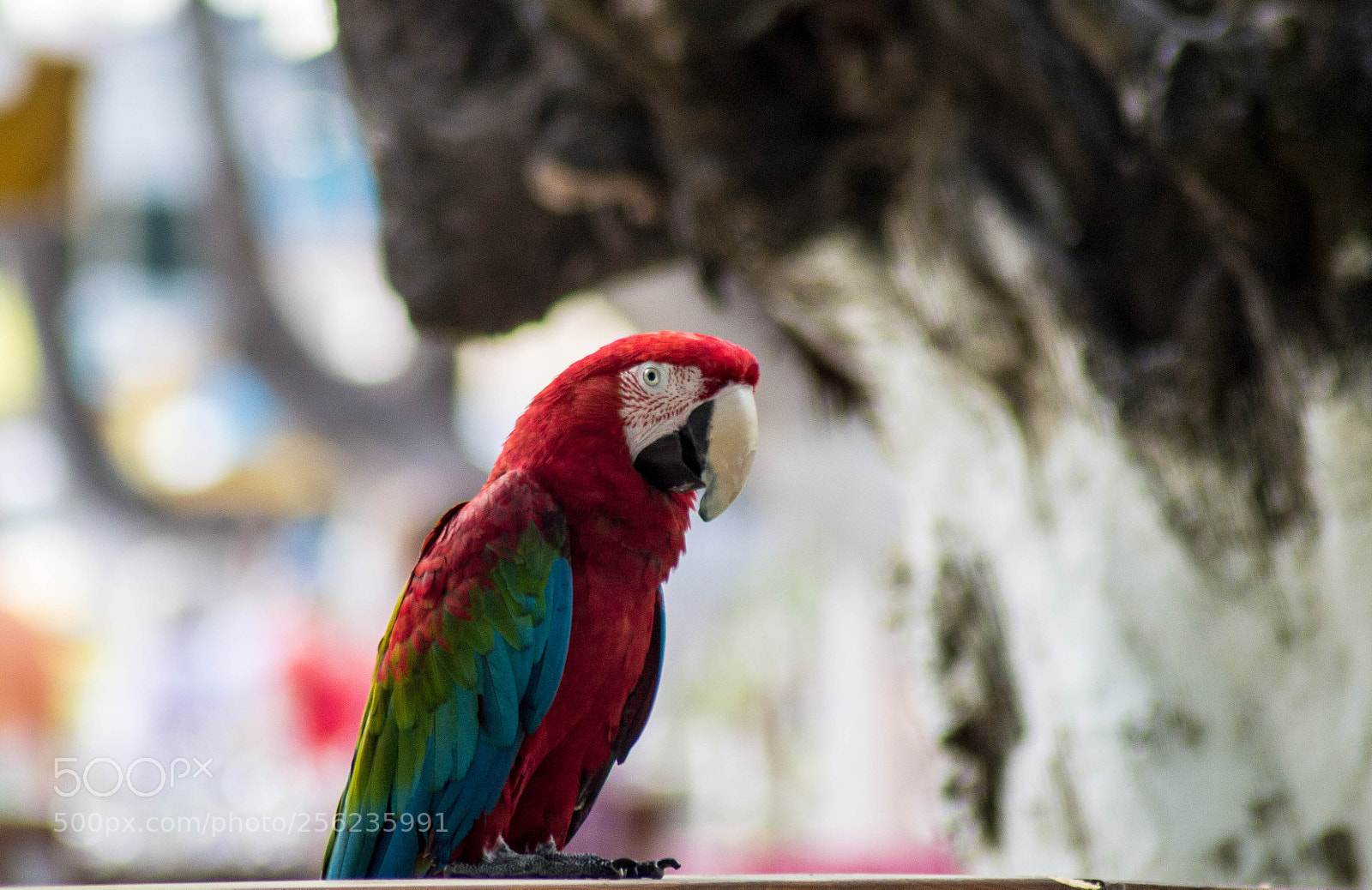 Nikon D3100 sample photo. грусть photography