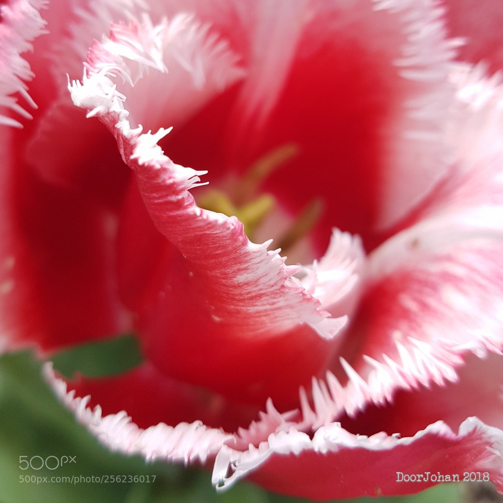 Samsung Galaxy S7 sample photo. Tulip photography
