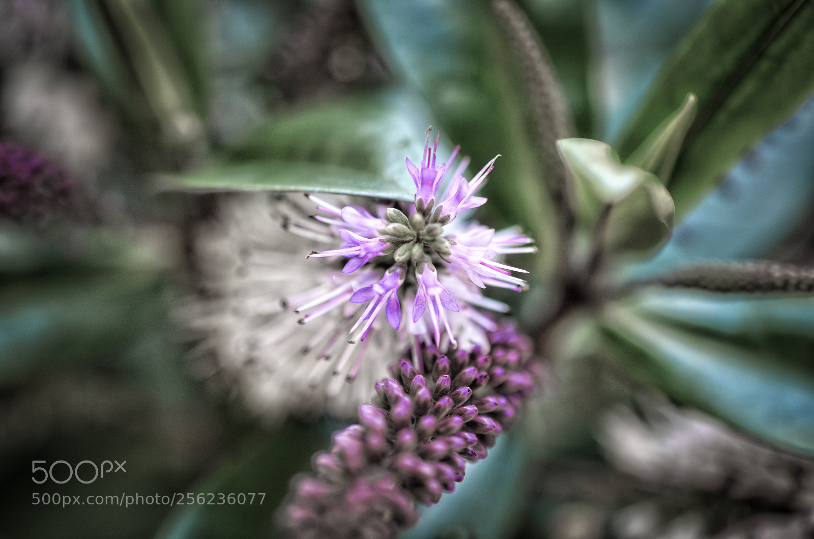 Nikon D7000 sample photo. Shades photography