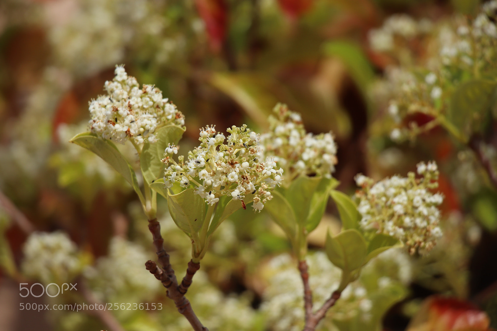 Canon EOS 77D (EOS 9000D / EOS 770D) sample photo. Blossoming spring photography