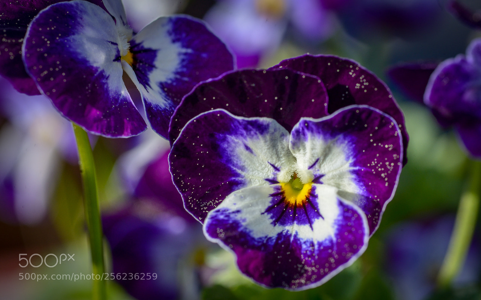 Nikon D800 sample photo. Violet closeup photography