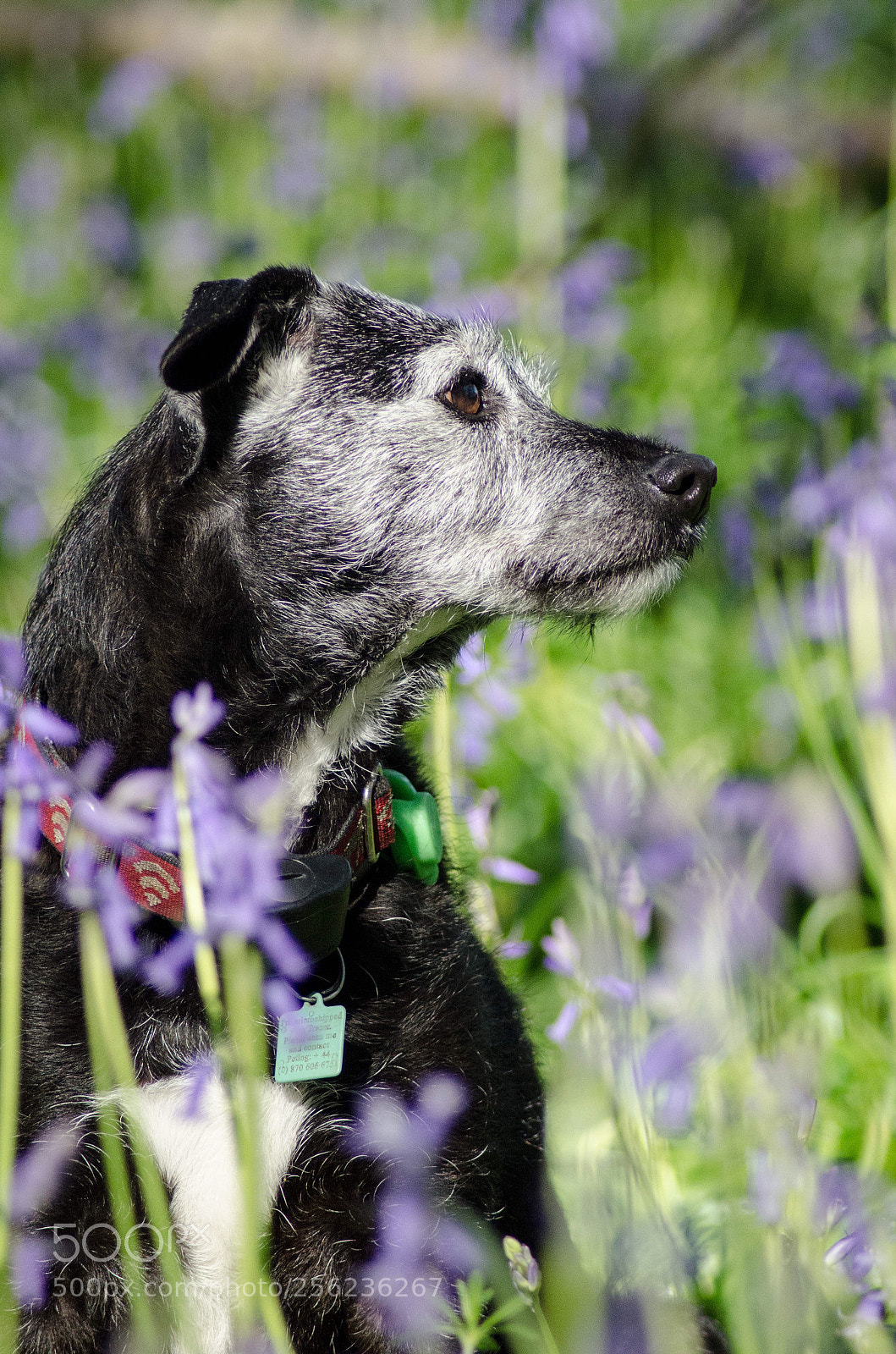 Nikon D7000 sample photo. Posing in the bluebells  photography
