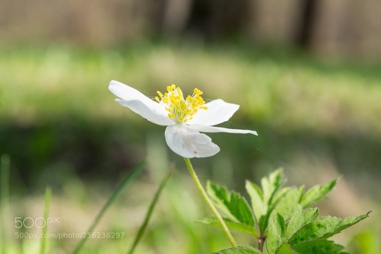Nikon D3100 sample photo. White flower green grass photography