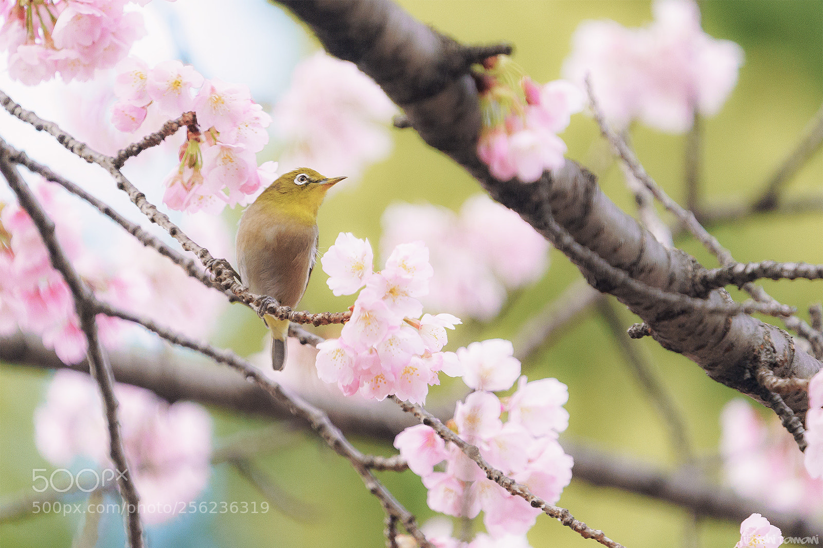 Sony a9 sample photo. Sakujiro photography