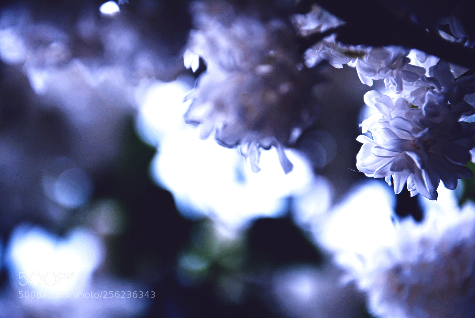 Nikon D5200 sample photo. Flowers photography