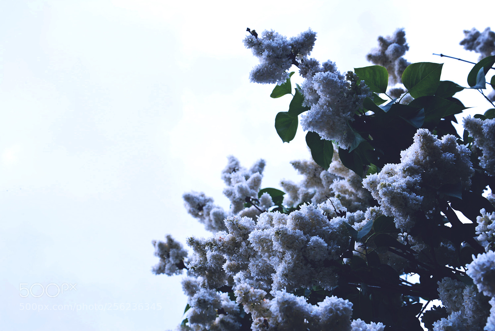 Nikon D5200 sample photo. Flowers photography