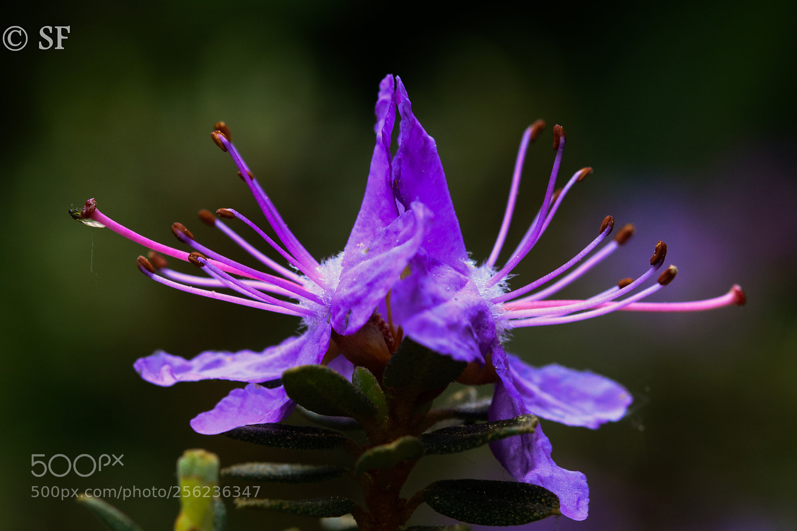 Canon EOS 750D (EOS Rebel T6i / EOS Kiss X8i) sample photo. Rhodothamnus chamaecistus twosome photography