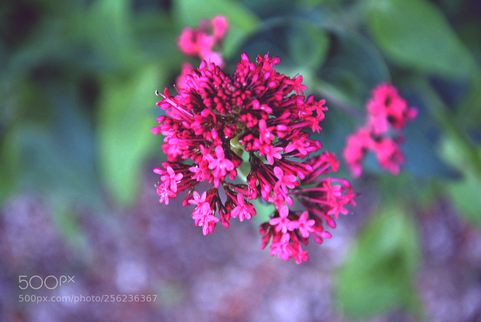 Nikon D5200 sample photo. Flowers photography