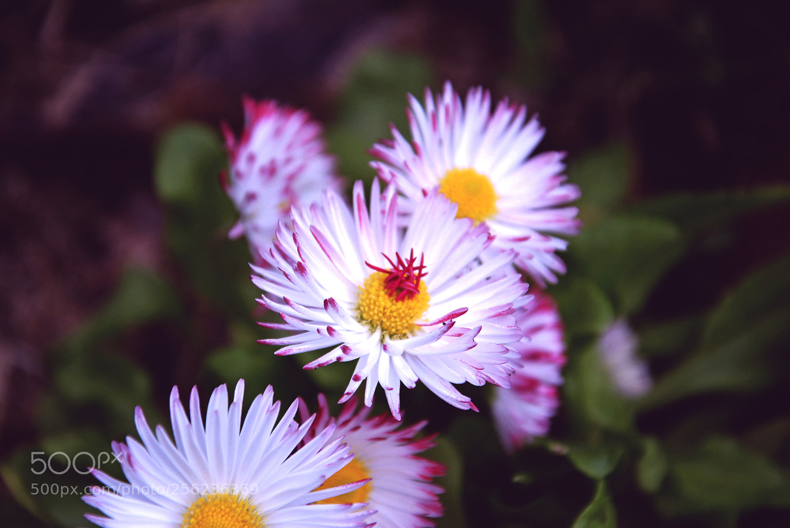 Nikon D5200 sample photo. Flowers photography