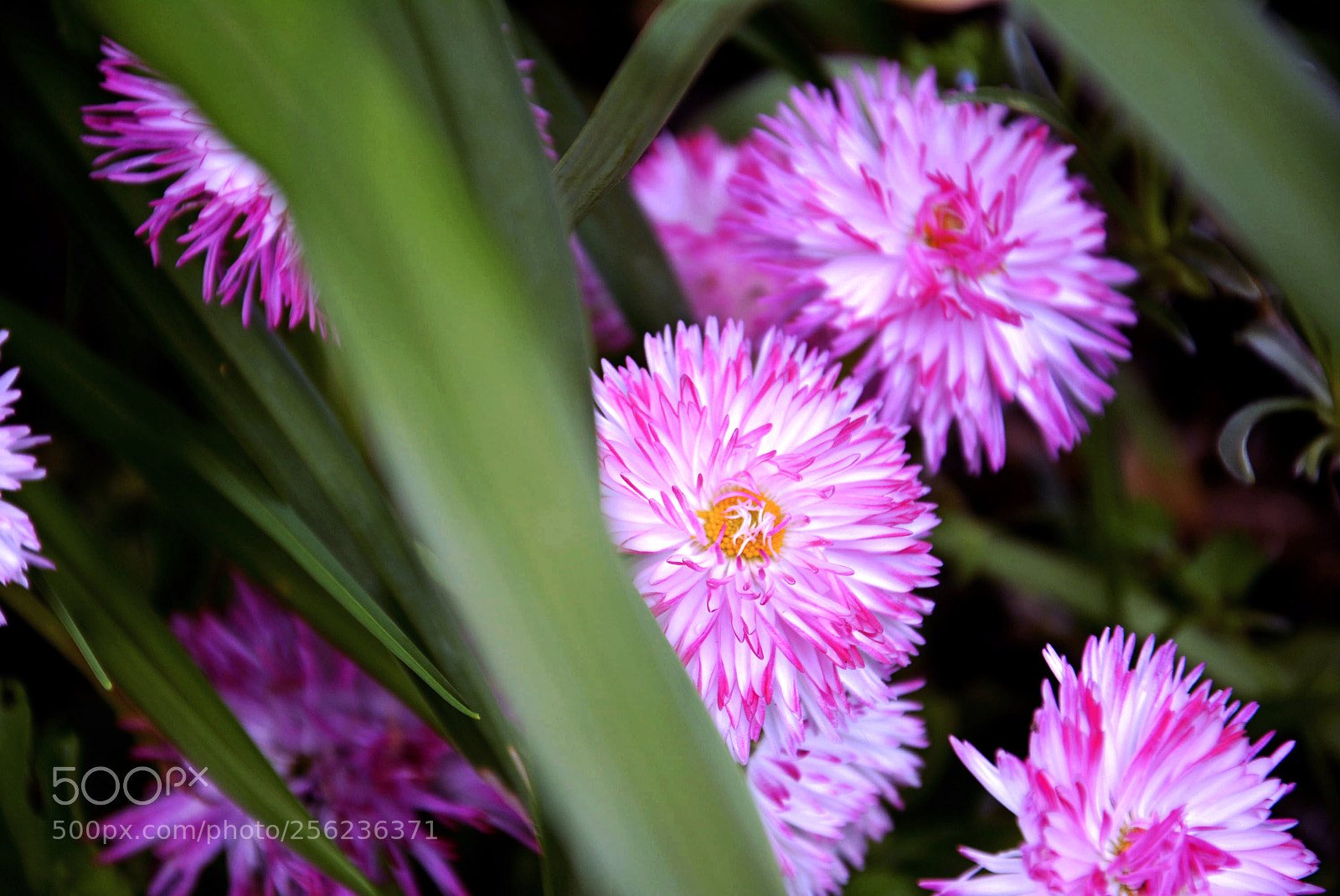 Nikon D5200 sample photo. Flowers photography