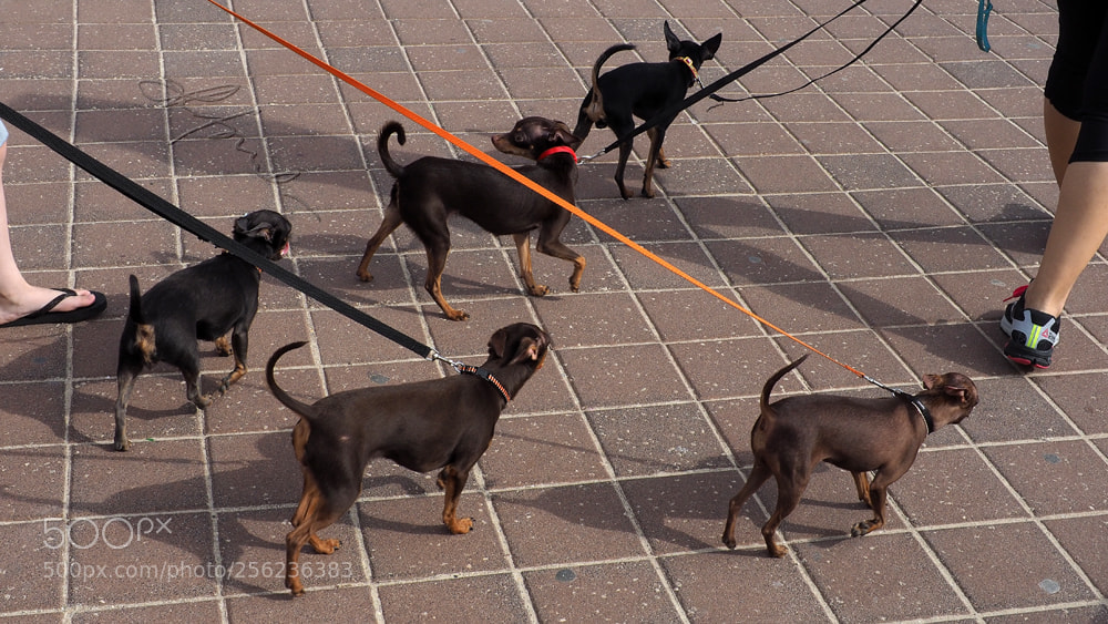 Olympus OM-D E-M5 II sample photo. Dogs photography