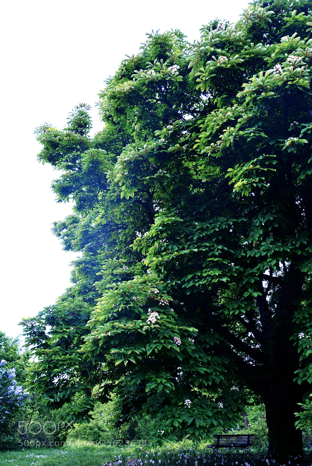 Nikon D5200 sample photo. Tree photography