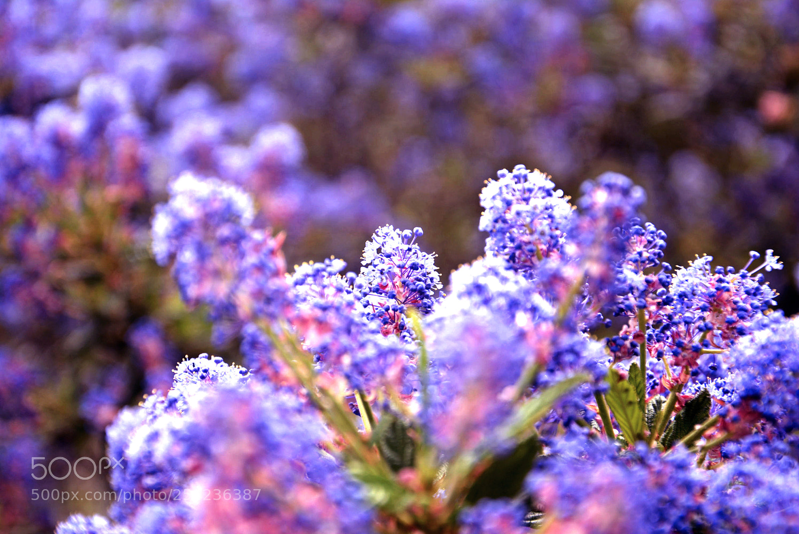 Nikon D5200 sample photo. Flowers photography