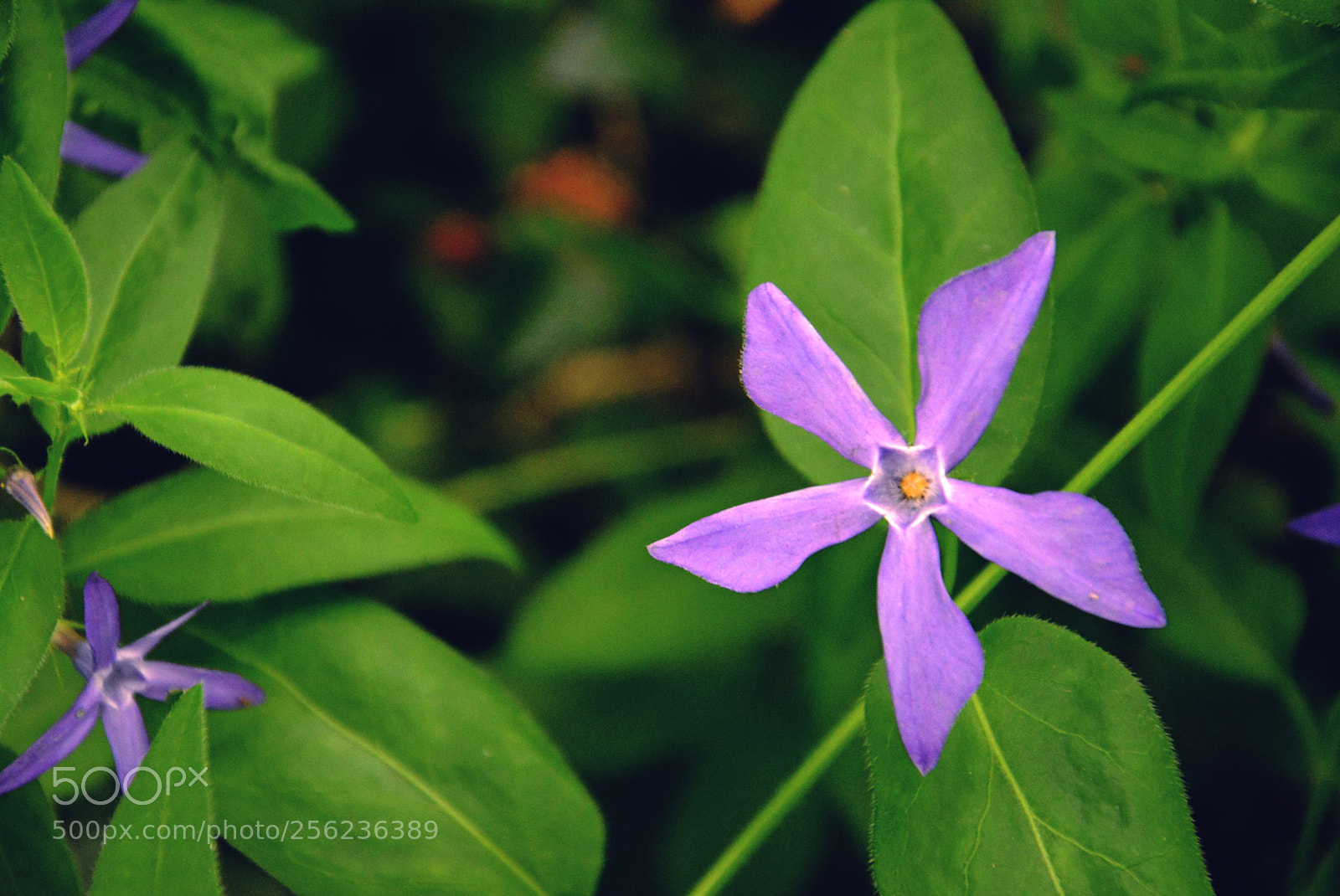Nikon D5200 sample photo. Flower photography