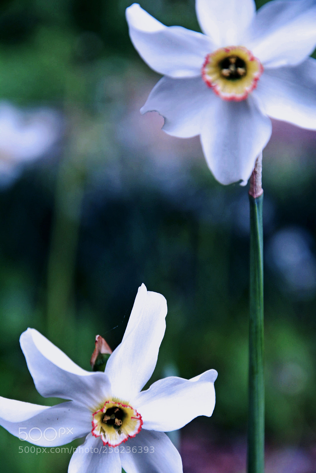 Nikon D5200 sample photo. Flowers photography
